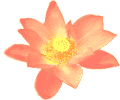 Blume: 4 kB