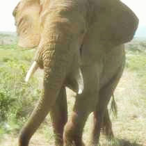 Ein Elefant.