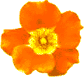 Kwiatek (4 kB)