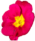 Blume (3 kB)