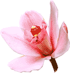 Blume 3 kB