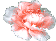Rose (4 kB)