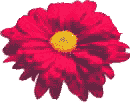 Kwiatek (3 kB)