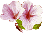 Kwiatek (6,6 kB)